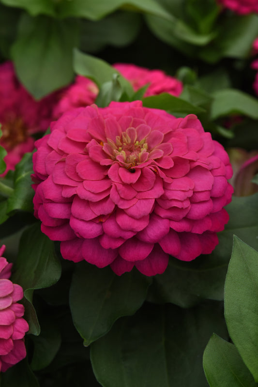 Close-up of a Zesty Pink zinnia flower with layered bright pink petals against green foliage