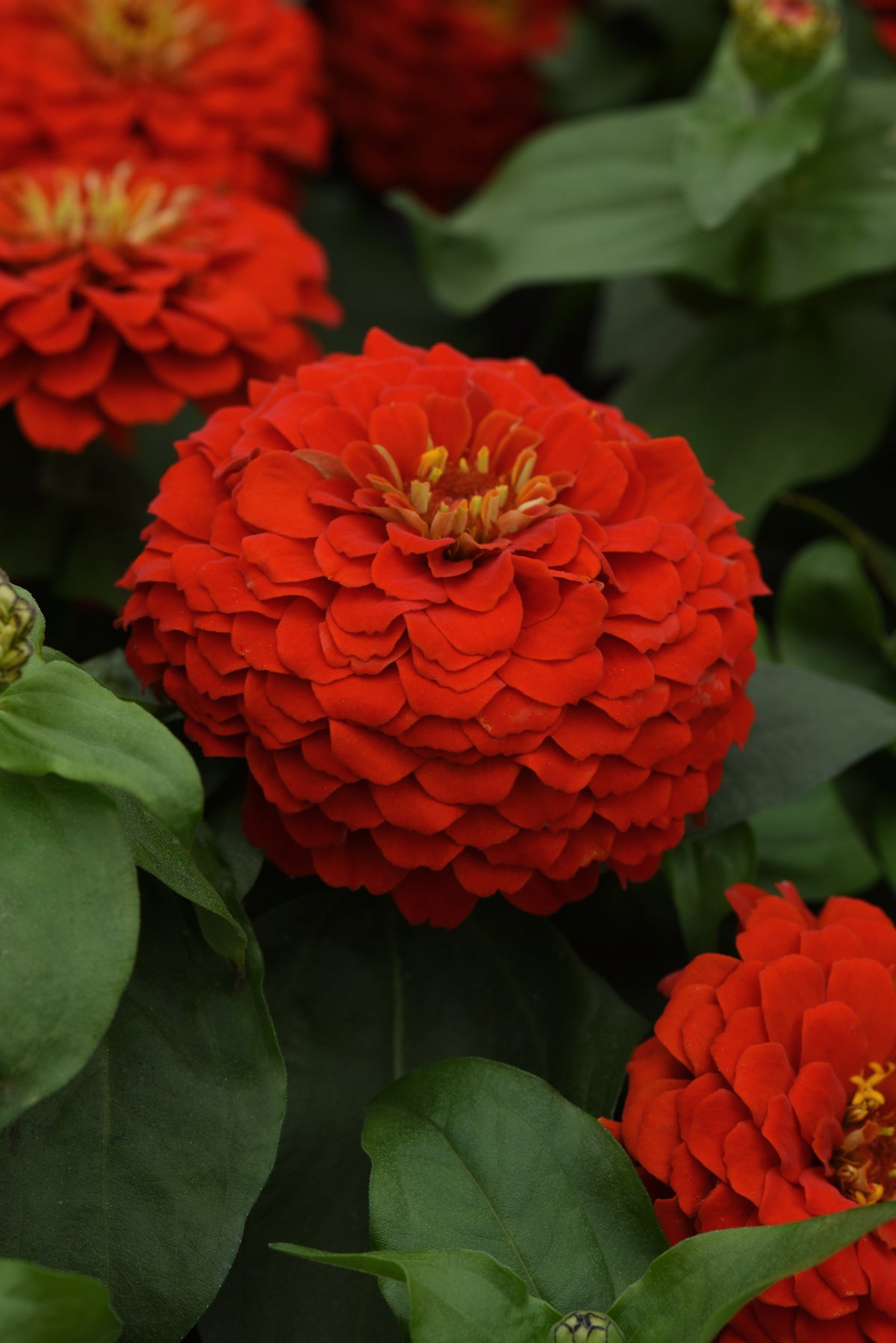 Close-up of a Zesty Scarlet zinnia flower with layered scarlet red petals and yellow-tipped center florets