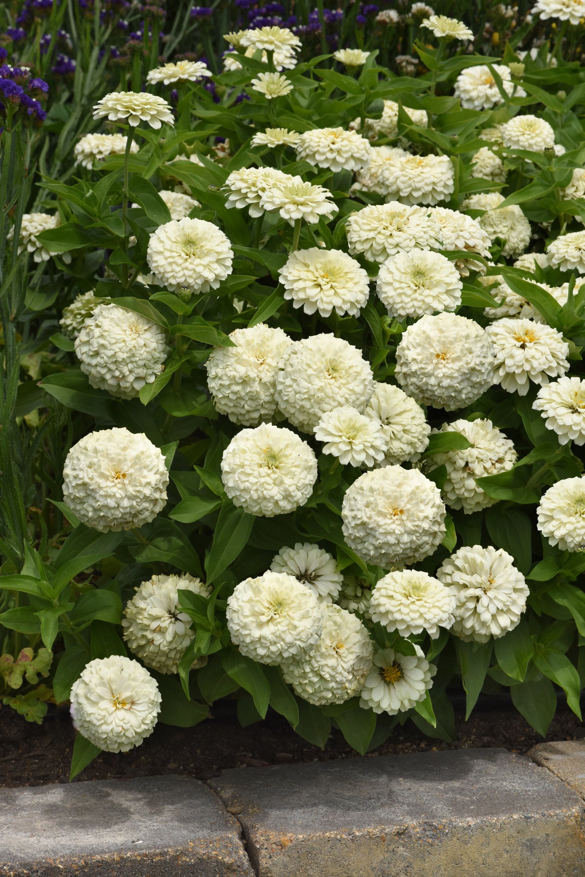 Zesty White zinnias with rounded double white blooms and green foliage beside a stone garden border