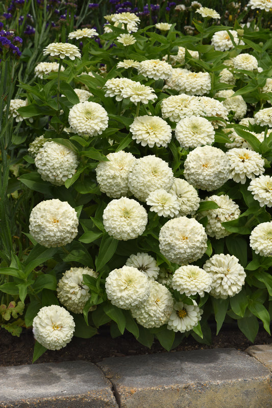 Zesty White zinnias with rounded double white blooms and green foliage beside a stone garden border