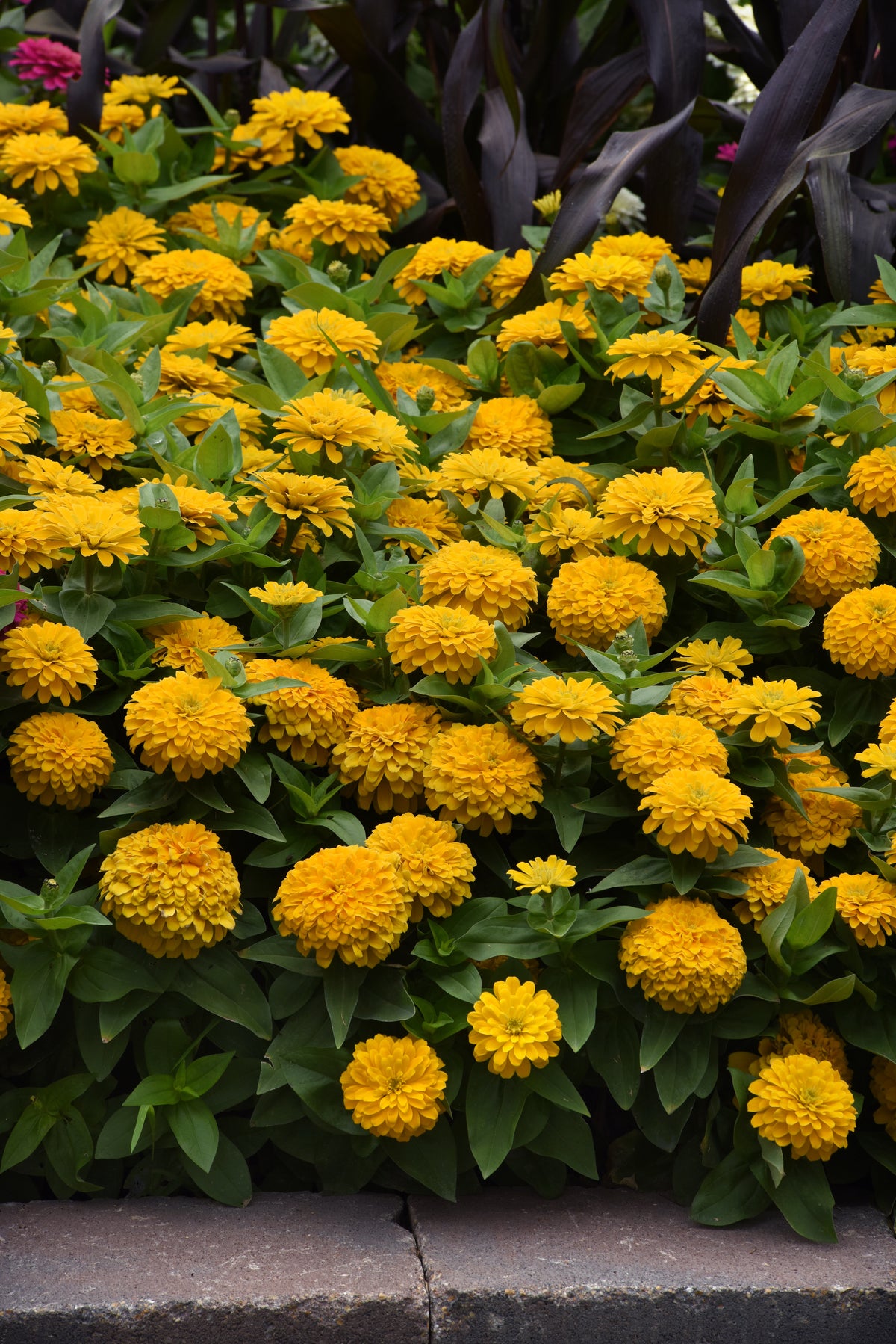 Zesty Yellow zinnias covered in golden yellow double blooms with green foliage beside a stone garden border