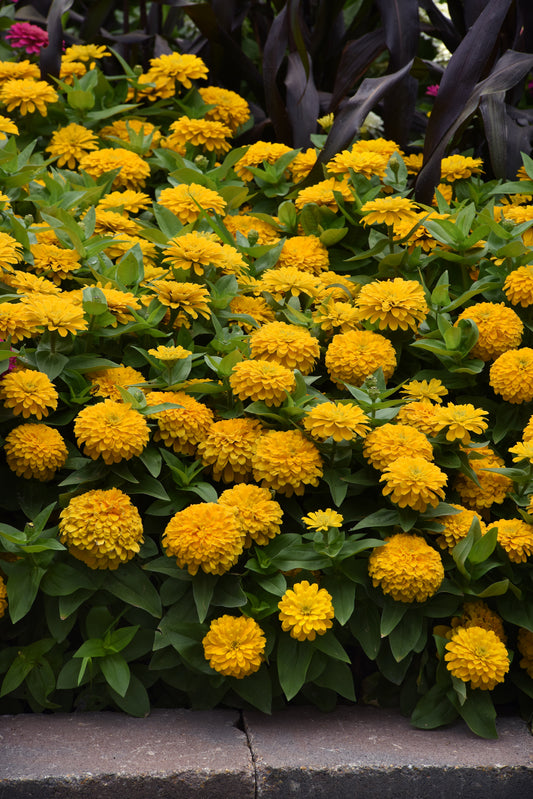 Zesty Yellow zinnias covered in golden yellow double blooms with green foliage beside a stone garden border
