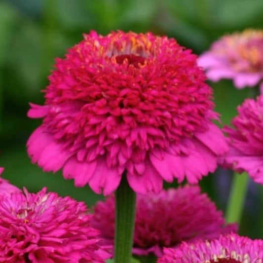 25 Zinnias Seeds Zinnia Zinderella Purple Cut Flower