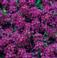 100 Alyssum Seeds Cheers Violet Ground Cover