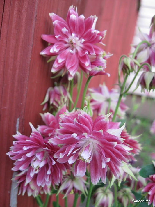 Columbine Seeds Aquilegia Barlow Christa Columbine 50 Seeds