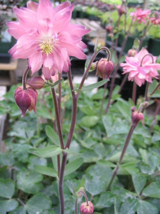 Columbine Seeds Aquilegia Barlow Rose 50 Aquilegia Seeds