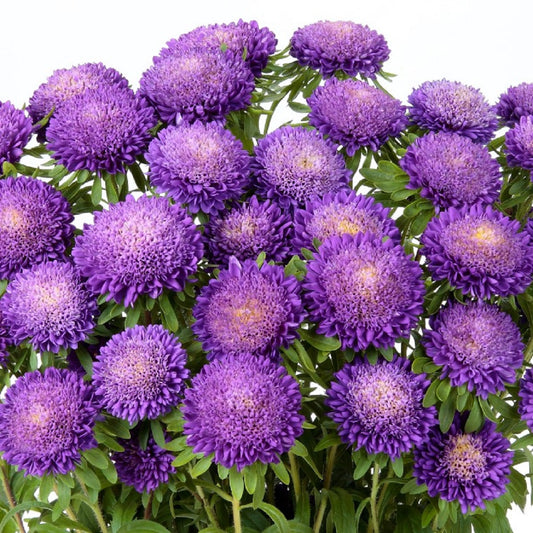 Aster Seeds 50 Seeds Aster Bonita Light Blue Cut Flower Seeds