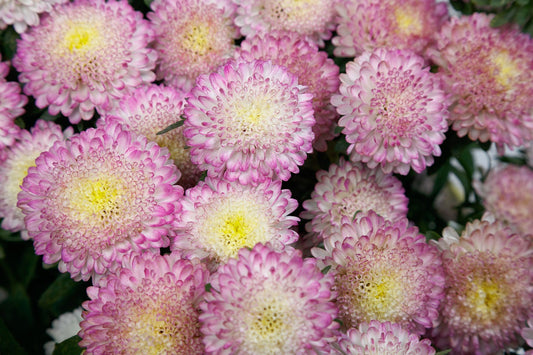 Cut Flower Seeds 50 Aster Seeds Bonita Top Rose