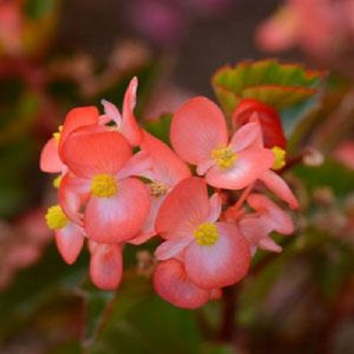 Begonia Seeds Babywing Bicolor 15 Pelleted Seeds