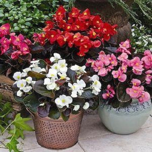 Begonia Seeds 50 Pelleted Seeds Begonia Bada Boom Mix