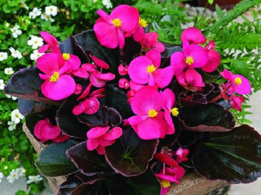 Begonia Seeds 50 Pelleted Seeds Begonia Bada Boom Rose