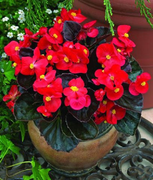 Begonia Seeds 50 Pelleted Seeds Begonia Bada Boom Scarlet