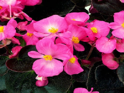 50 Pelleted Begonia Seeds Begonia Chocolates Pink