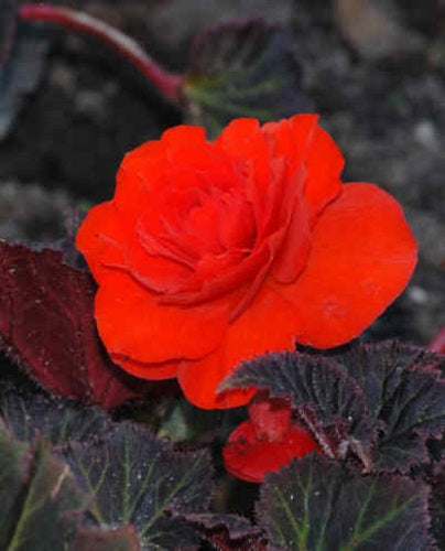 Begonia Nonstop Mocca Orange Pelleted Begonia Seeds 15 thru 500