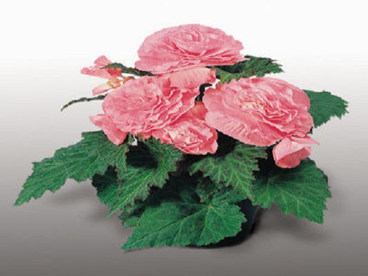 Begonia Nonstop Pink Begonia Seeds 15 thru 500 Pelleted Seeds