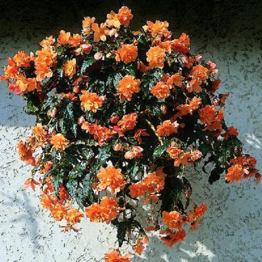 Cascade Beauty Mango Begonia Seeds 15 Pelleted Seeds