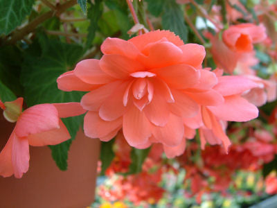 Cascade Beauty Rose Begonia Seeds 15 Pelleted Seeds