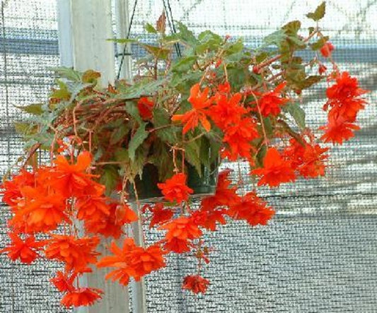 Begonia Cascade Beauty Scarlet Begonia Seeds 15 Pelleted Seeds