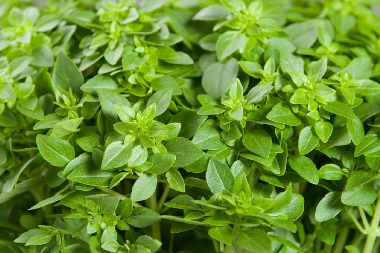 Basil Seeds Dwarf Greek Basil Herb Seeds 100 thru 2,000 Seeds ...
