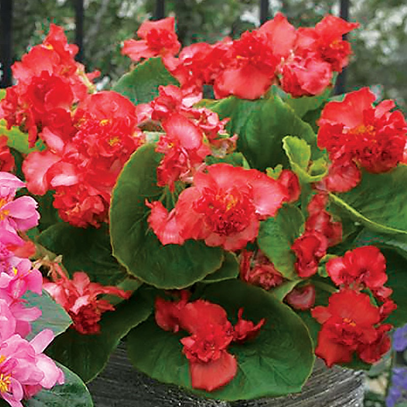 Begonia Fiona Red 50 Pelleted Begonia Seeds