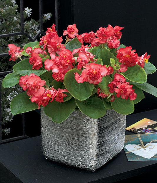 Begonia Fiona Rose 50 Pelleted Begonia Seeds