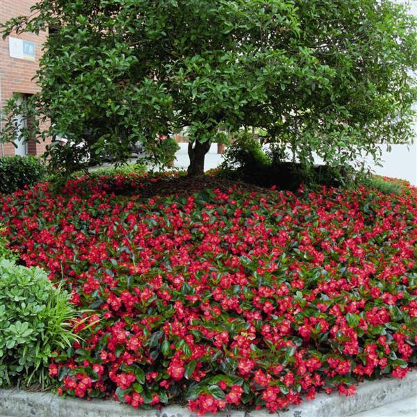 Big Begonia Red Green Leaf 15 Pelleted Seeds Begonia Seeds