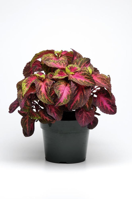 Pelleted Coleus Seeds Coleus Premium Sun Ruby Heart 15 thru 100 Bulk Coleus Seeds