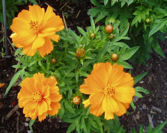 Cosmos Seeds Cosmic Orange 50 Flower Seeds