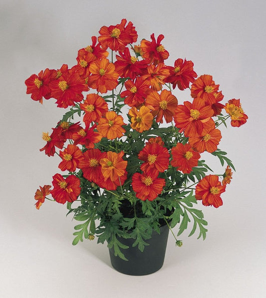 Cosmos Seeds Cosmic Red 50 Flower Seeds