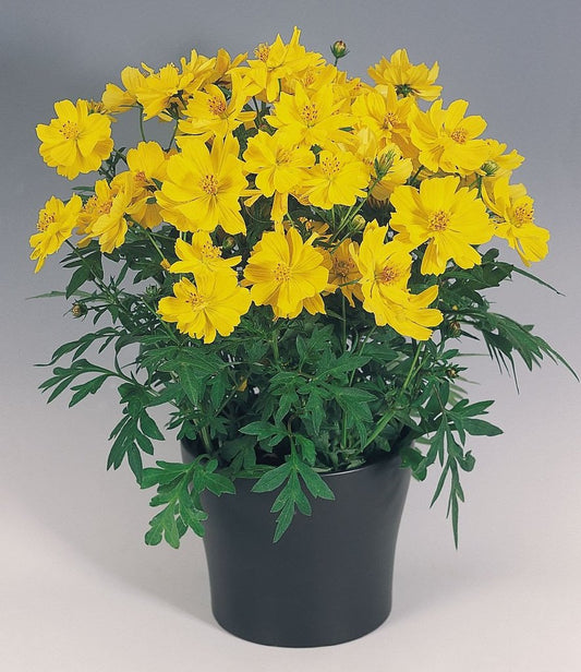 Cosmos Seeds Cosmic Yellow 50 Flower Seeds