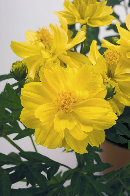 Cosmos Seeds Limara Lemon 50 Flower Seeds