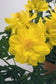 Cosmos Seeds Limara Lemon 50 Flower Seeds
