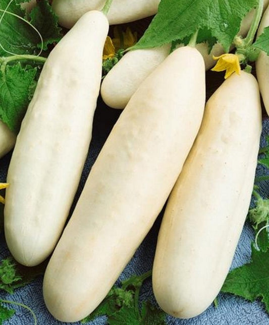 Cucumber Seeds White Wonder 25 thru 500 Seeds Vegetable Seeds