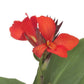 25 Canna Seeds Cannova® Scarlet Flower Seeds