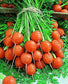 500 Carrot Seeds Parisian Carrot Vegetable Seeds