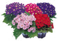 Pericallis Seeds 25 Cineraria Seeds Early Perfection Mix Very Colorful