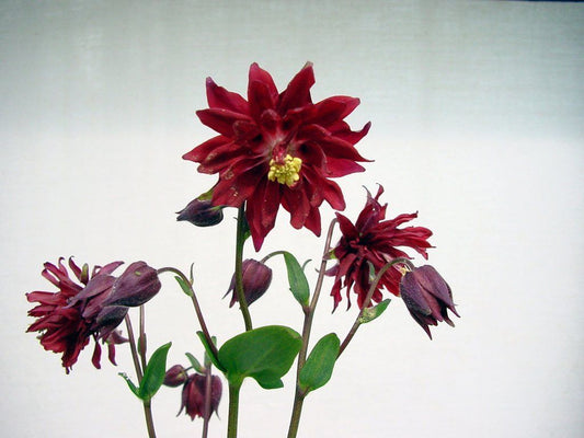 Columbine Seeds Aquilegia Barlow Bordeaux Columbine 50 Seeds