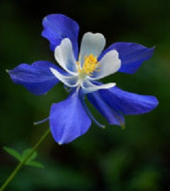 Aquilegia seeds Colorado Blue Columbine seeds this is for 100 thru 3,000 Seeds
