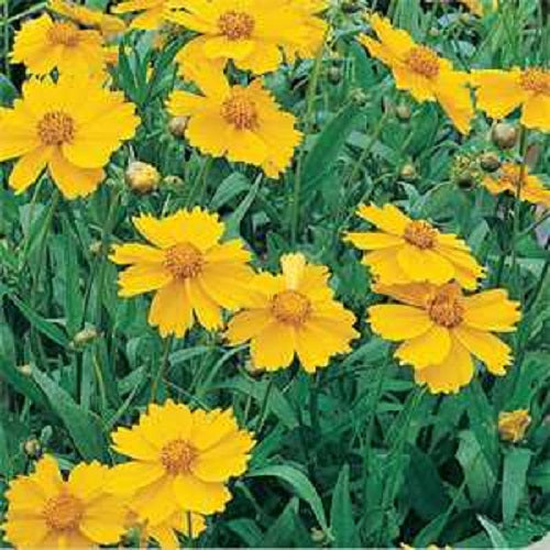 Coreopisis Lance Leaf 250 Seeds Perennial Seeds Coreopisis Seeds