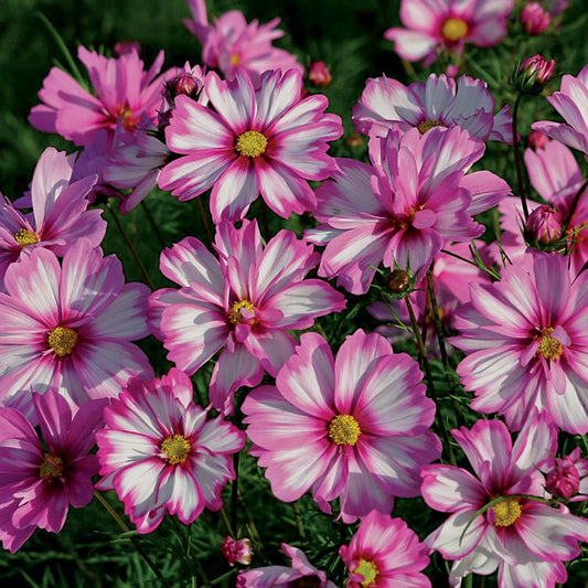 Capriola Cosmos Seeds 25 Picotee Flower Seeds