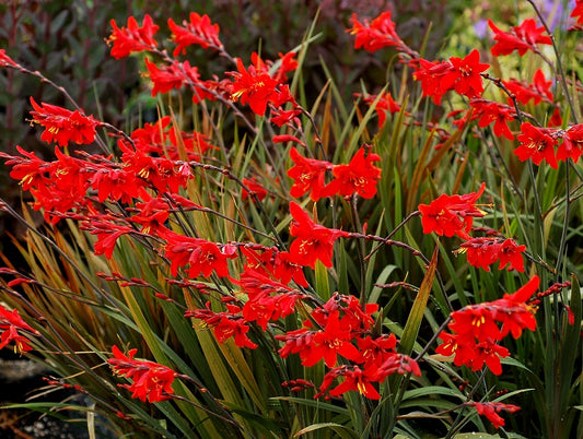 Crocosmia Seeds 25 Seeds Crocosmia Paniculata Hydrida 