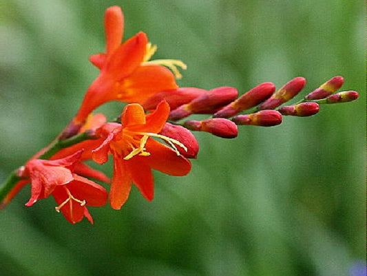 Crocosmia Seeds 100 Seeds Crocosmia Perennial Seed