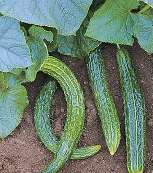 Cucumber Seeds Suyo Long Cucumber 25 thru 100 Seeds Garden Seeds