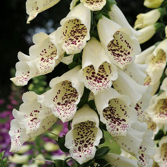 Digitalis Seeds Dalmatian White 50 Pelleted Seeds Foxglove Seeds