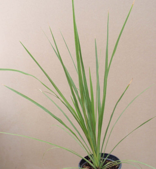 Dracaena Indivisa Dracaena Spike Seeds 50 thru 1,000 Dracaena Seeds