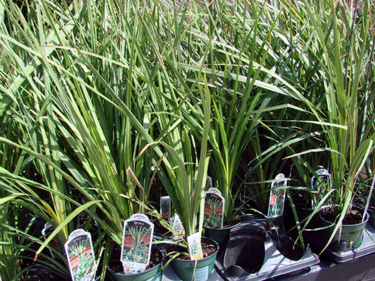 grass dracaena spike Dracaena Indivisa Dracaena Spike Seeds 50 thru 1,000 Dracaena Seeds – trailingpetunia.com