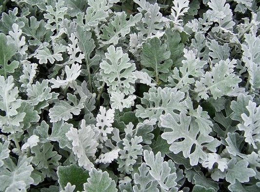 Dusty Miller Seeds Snow Storm 200 Seeds Perennial