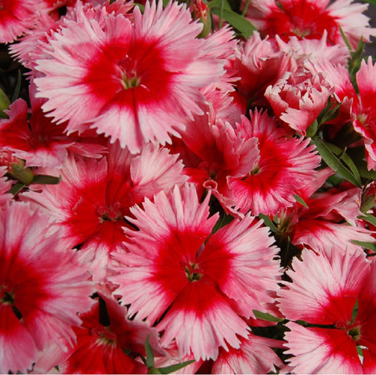Dianthus Seeds 25 Pelleted Seeds Dianthus Diana Scarlet Picotee