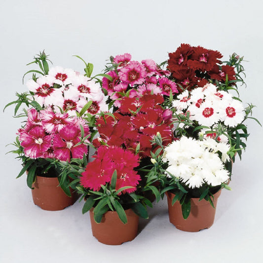 Dianthus Seeds 25 Pelleted Seeds Dianthus Diana Formula Mix