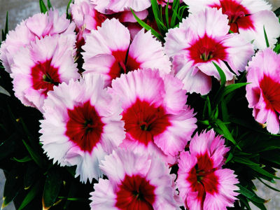 50 Pelleted Seeds Dianthus Seeds Super Parfait Strawberry